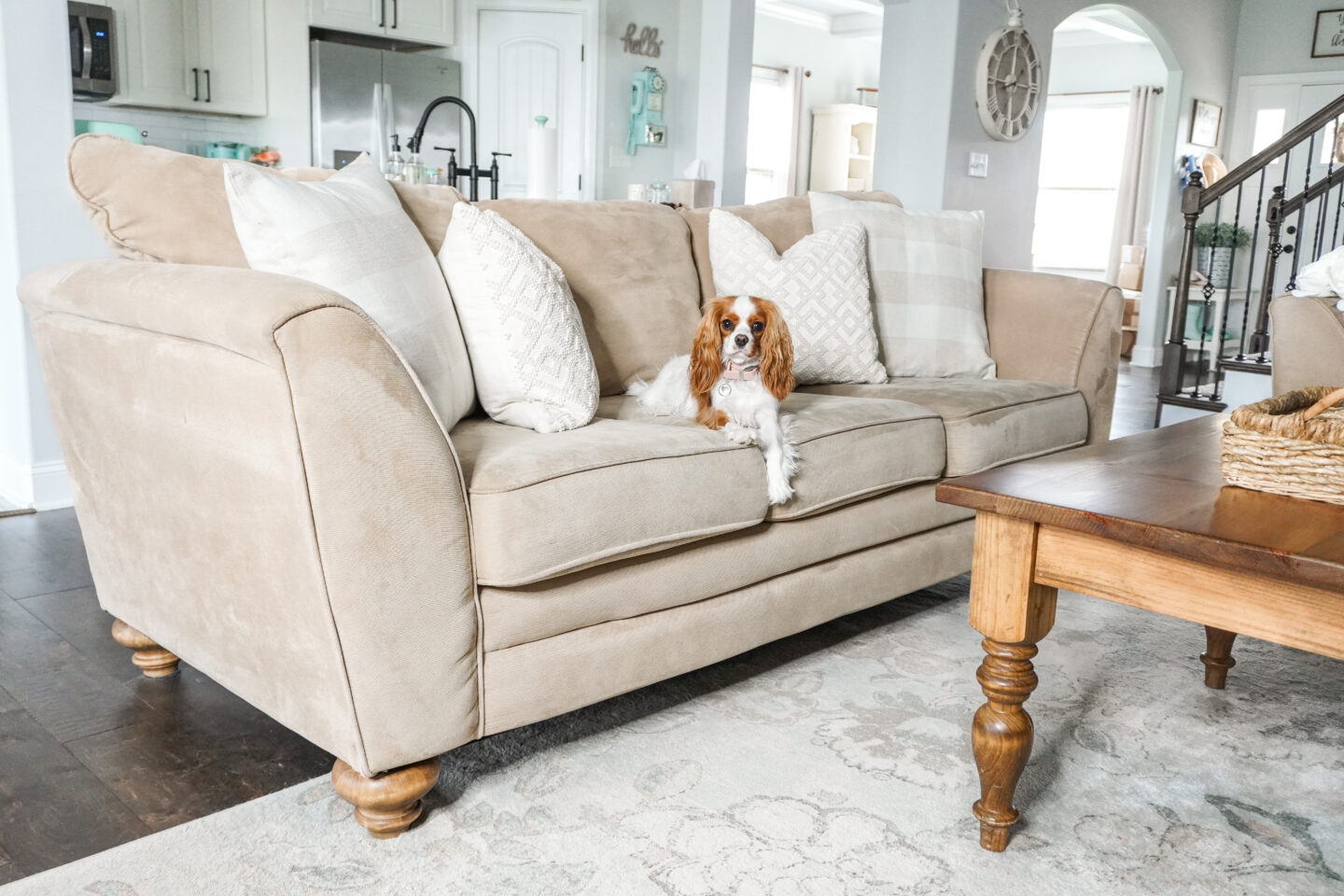 little lady emma the cavalier king charles spaniel relaxing on the couch